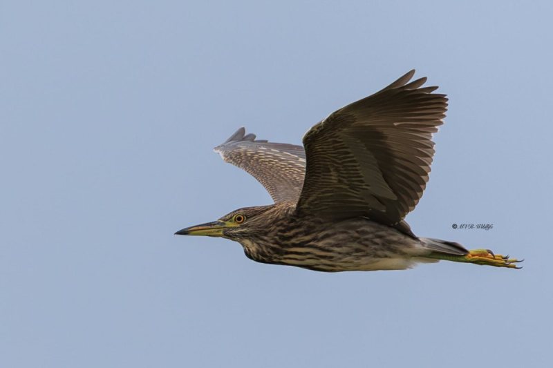 BR8A5065-Kwak-Nycticorax-nycticorax-Black-crowned-Night-Heron-Nachtreiher-Bihoreau-gris-Martinete-comun_1