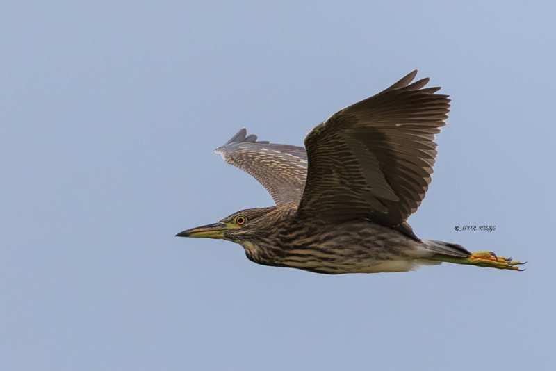 BR8A5065-Kwak-Nycticorax-nycticorax-Black-crowned-Night-Heron-Nachtreiher-Bihoreau-gris-Martinete-comun_1