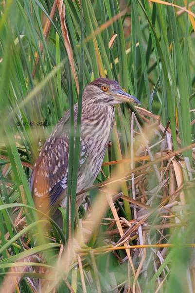 BR8A5199-Kwak-Nycticorax-nycticorax-Black-crowned-Night-Heron-Nachtreiher-Bihoreau-gris-Martinete-comun_1