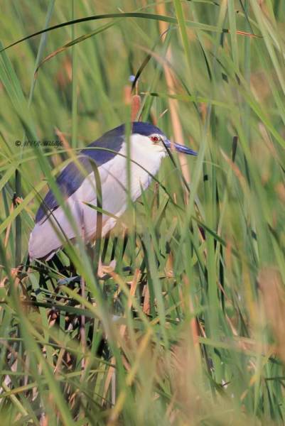 BR8A6218-Kwak-Nycticorax-nycticorax-Black-crowned-Night-Heron-Nachtreiher-Bihoreau-gris-Martinete-comun_1