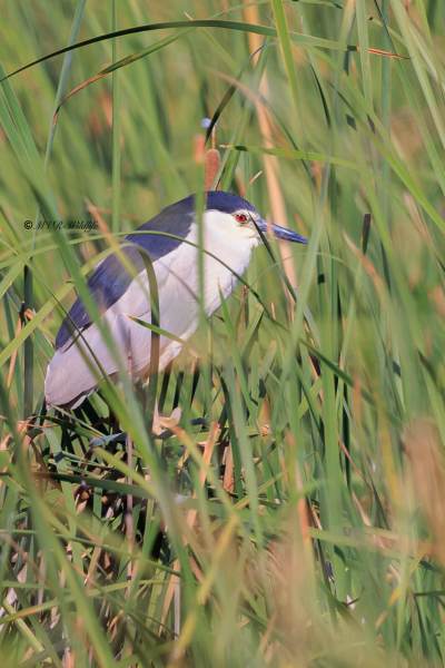 BR8A6218-Kwak-Nycticorax-nycticorax-Black-crowned-Night-Heron-Nachtreiher-Bihoreau-gris-Martinete-comun_1