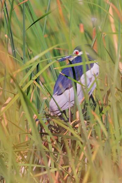 BR8A6464-Kwak-Nycticorax-nycticorax-Black-crowned-Night-Heron-Nachtreiher-Bihoreau-gris-Martinete-comun_1