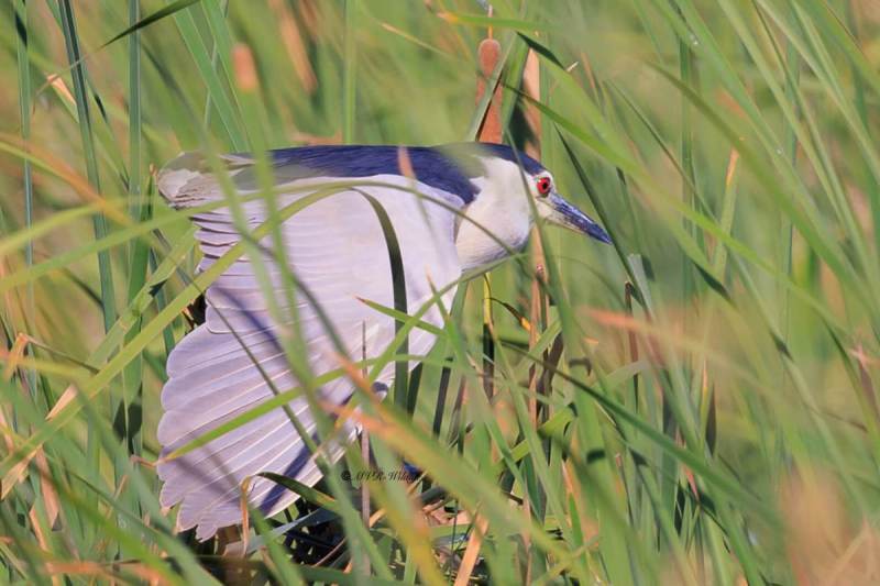 BR8A6502-Kwak-Nycticorax-nycticorax-Black-crowned-Night-Heron-Nachtreiher-Bihoreau-gris-Martinete-comun_1