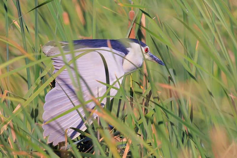 BR8A6502-Kwak-Nycticorax-nycticorax-Black-crowned-Night-Heron-Nachtreiher-Bihoreau-gris-Martinete-comun_1