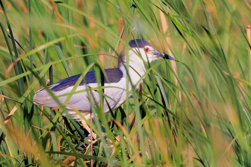 BR8A6548-Kwak-Nycticorax-nycticorax-Black-crowned-Night-Heron-Nachtreiher-Bihoreau-gris-Martinete-comun_1