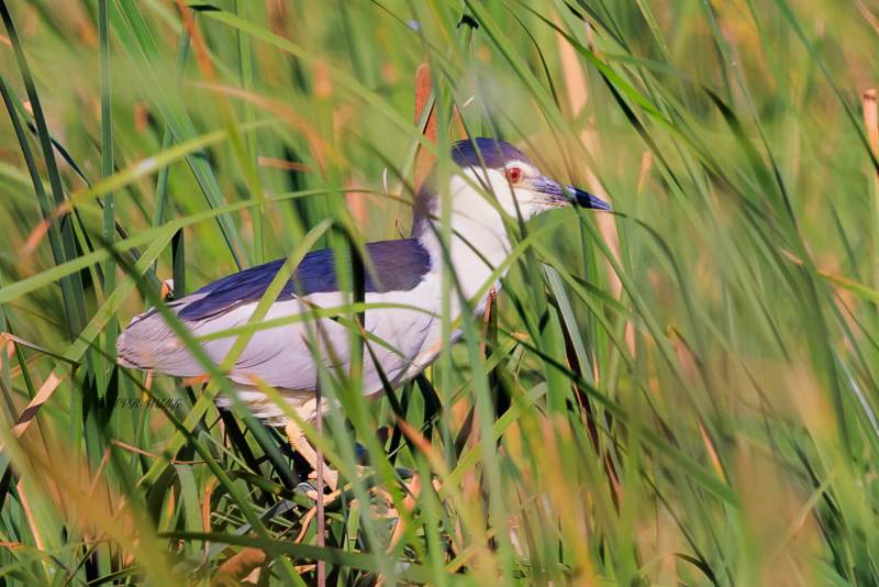 BR8A6548-Kwak-Nycticorax-nycticorax-Black-crowned-Night-Heron-Nachtreiher-Bihoreau-gris-Martinete-comun_1