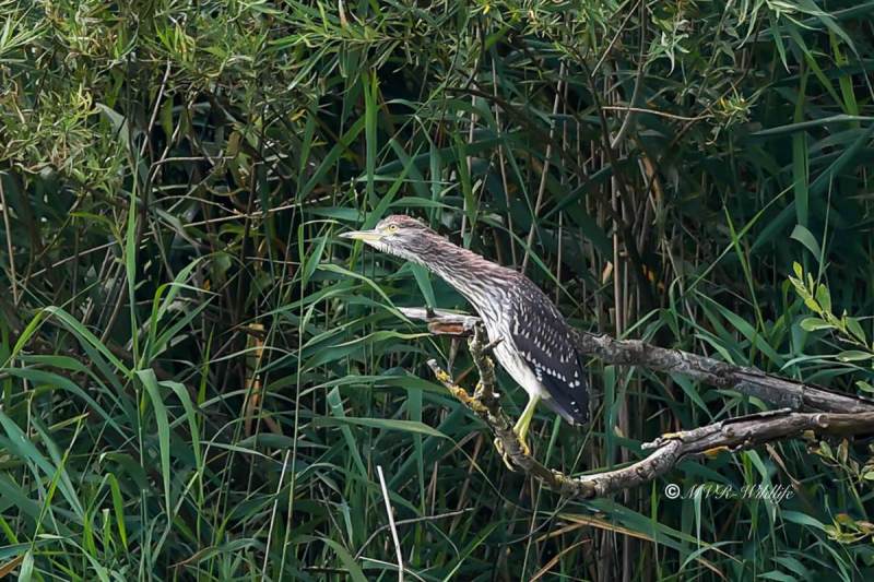 BR8A9506-Kwak-Nycticorax-nycticorax-Black-crowned-Night-Heron-Nachtreiher-Bihoreau-gris-Martinete-comun_1