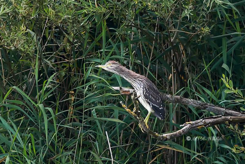BR8A9506-Kwak-Nycticorax-nycticorax-Black-crowned-Night-Heron-Nachtreiher-Bihoreau-gris-Martinete-comun_1