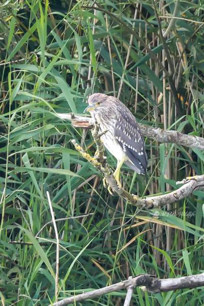 BR8A9522-Kwak-Nycticorax-nycticorax-Black-crowned-Night-Heron-Nachtreiher-Bihoreau-gris-Martinete-comun_1