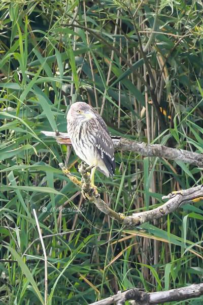 BR8A9537-Kwak-Nycticorax-nycticorax-Black-crowned-Night-Heron-Nachtreiher-Bihoreau-gris-Martinete-comun_1