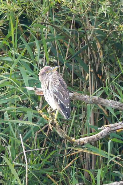 BR8A9556-Kwak-Nycticorax-nycticorax-Black-crowned-Night-Heron-Nachtreiher-Bihoreau-gris-Martinete-comun_1