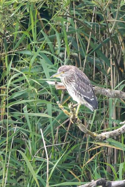 BR8A9581-Kwak-Nycticorax-nycticorax-Black-crowned-Night-Heron-Nachtreiher-Bihoreau-gris-Martinete-comun_1