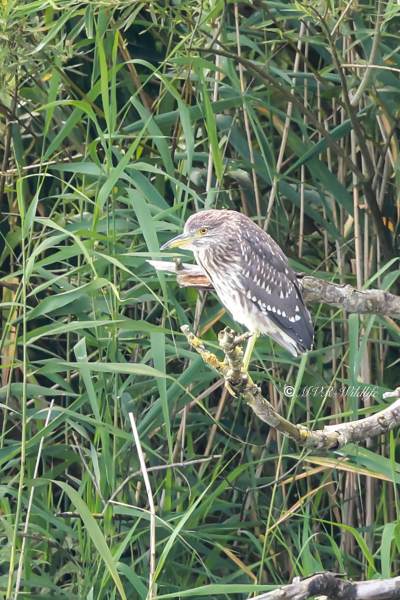 BR8A9581-Kwak-Nycticorax-nycticorax-Black-crowned-Night-Heron-Nachtreiher-Bihoreau-gris-Martinete-comun_1