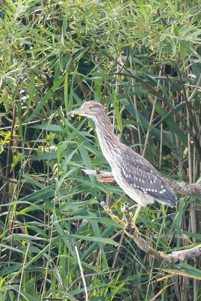 BR8A9659-Kwak-Nycticorax-nycticorax-Black-crowned-Night-Heron-Nachtreiher-Bihoreau-gris-Martinete-comun_1