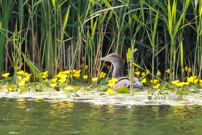 BR8A9675-Kwak-Nycticorax-nycticorax-Black-crowned-Night-Heron-Nachtreiher-Bihoreau-gris-Martinete-comun_1