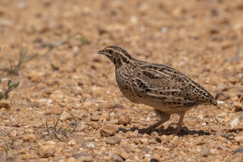 0N0A9992-Kwartel-Coturnix-coturnix-Common-Quail-Wachtel-Caille-des-bles-Codorniz-comun