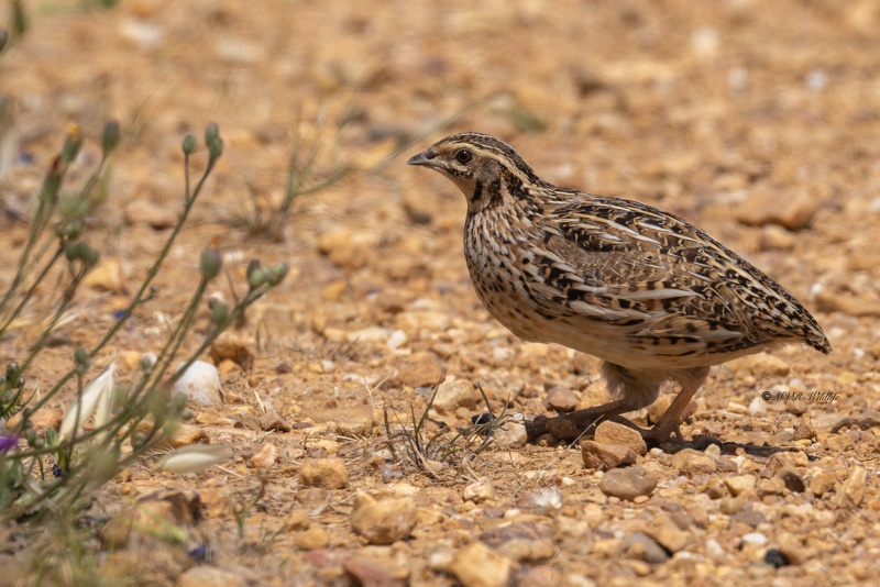 0N0A9995-Kwartel-Coturnix-coturnix-Common-Quail-Wachtel-Caille-des-bles-Codorniz-comun
