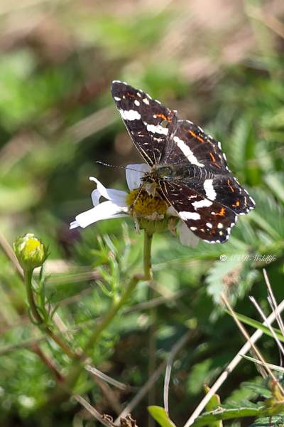 B65A3145-Landkaartje-Araschnia-Levana-Map-Butterfly-Landkartchen-La-Carte-Geographique_1