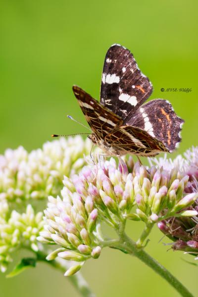 BR8A3250-Landkaartje-Araschnia-Levana-Map-Butterfly-Landkartchen-La-Carte-Geographique_1