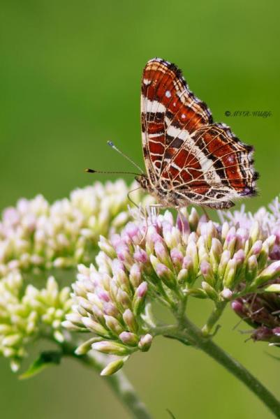 BR8A3251-Landkaartje-Araschnia-Levana-Map-Butterfly-Landkartchen-La-Carte-Geographique_1