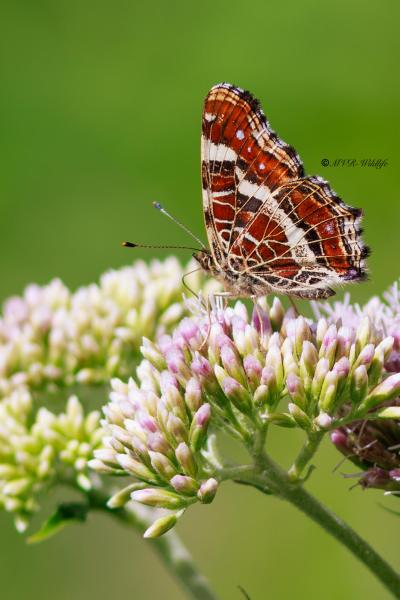 BR8A3251-Landkaartje-Araschnia-Levana-Map-Butterfly-Landkartchen-La-Carte-Geographique_1