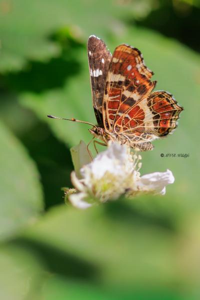 BR8A3316-Landkaartje-Araschnia-Levana-Map-Butterfly-Landkartchen-La-Carte-Geographique_1