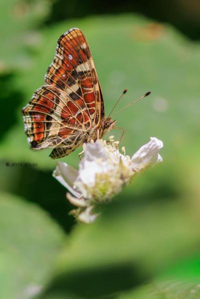 BR8A3322-Landkaartje-Araschnia-Levana-Map-Butterfly-Landkartchen-La-Carte-Geographique_1