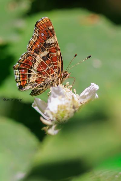 BR8A3322-Landkaartje-Araschnia-Levana-Map-Butterfly-Landkartchen-La-Carte-Geographique_1