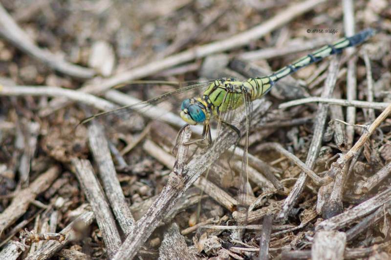B65A5541-Lange-Oeverlibel-Orthetrum-trinacria-Long-Skimmer-Langer-Blaupfeil-Orthetrum-effile-Orthetrum-trinacria_1