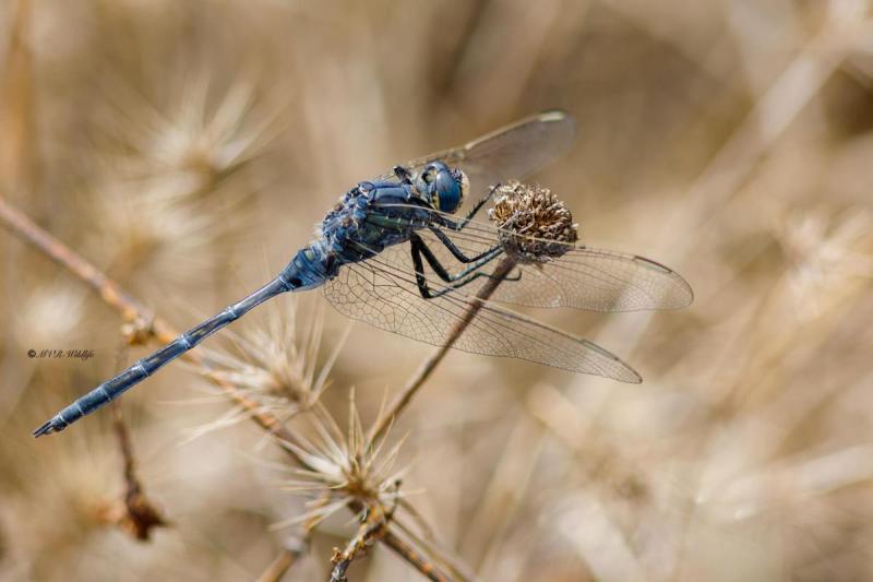 B65A5557-Lange-Oeverlibel-Orthetrum-trinacria-Long-Skimmer-Langer-Blaupfeil-Orthetrum-effile-Orthetrum-trinacria_1