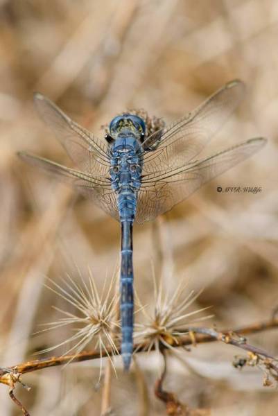 B65A5562-Lange-Oeverlibel-Orthetrum-trinacria-Long-Skimmer-Langer-Blaupfeil-Orthetrum-effile-Orthetrum-trinacria_1