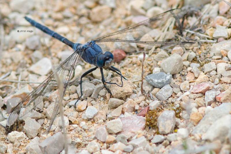 B65A5596-Lange-Oeverlibel-Orthetrum-trinacria-Long-Skimmer-Langer-Blaupfeil-Orthetrum-effile-Orthetrum-trinacria_1