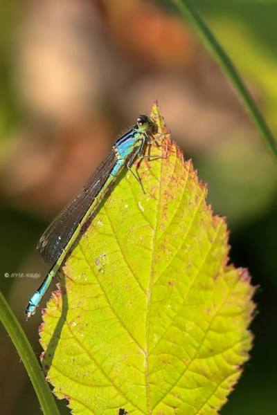 A34I1609-Lantaarntje-Ischnura-Elegans-Common-Bluetail-Grosse-Pechlibelle-Agrion-elegant_1