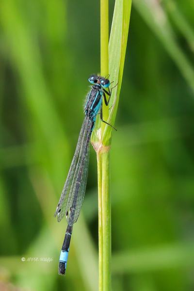 B65A0296-Lantaarntje-Ischnura-Elegans-Common-Bluetail-Grosse-Pechlibelle-Agrion-elegant_1