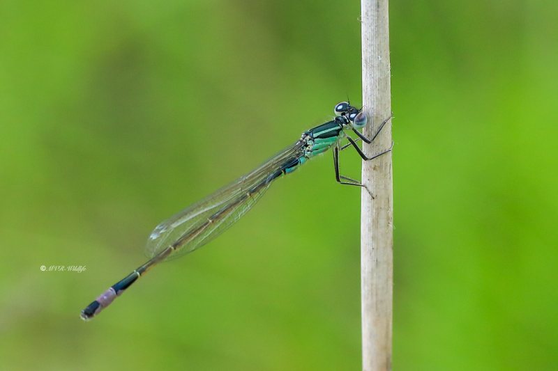 B65A0302-Lantaarntje-Ischnura-Elegans-Common-Bluetail-Grosse-Pechlibelle-Agrion-elegant_1