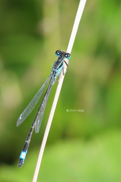 B65A2275-Lantaarntje-Ischnura-Elegans-Common-Bluetail-Grosse-Pechlibelle-Agrion-elegant_1