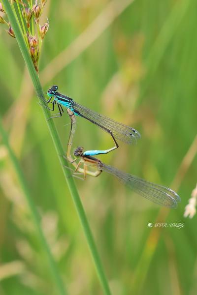B65A2280-Lantaarntje-Ischnura-Elegans-Common-Bluetail-Grosse-Pechlibelle-Agrion-elegant_1