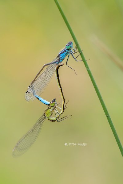 B65A2326-Lantaarntje-Ischnura-Elegans-Common-Bluetail-Grosse-Pechlibelle-Agrion-elegant_1