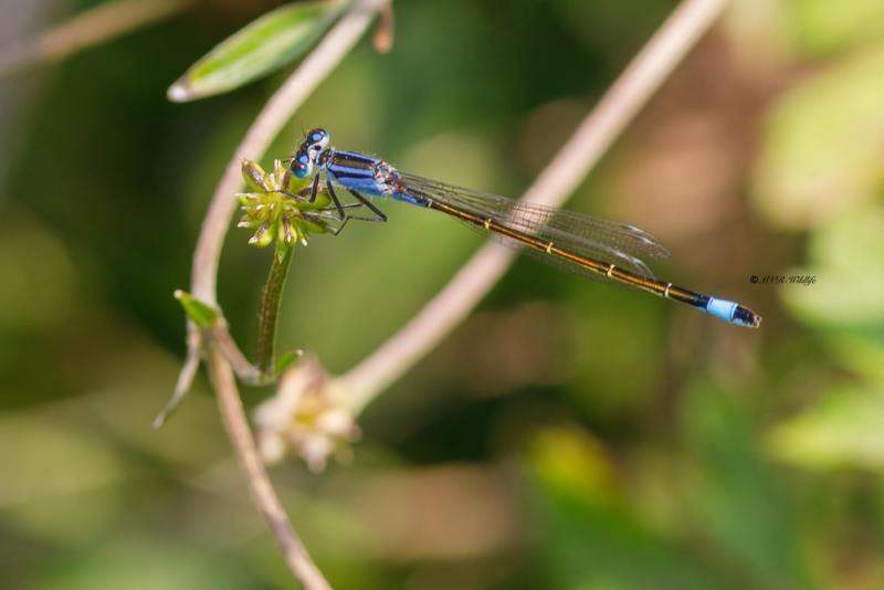 B65A4900-Lantaarntje-Ischnura-Elegans-Common-Bluetail-Grosse-Pechlibelle-Agrion-elegant_1