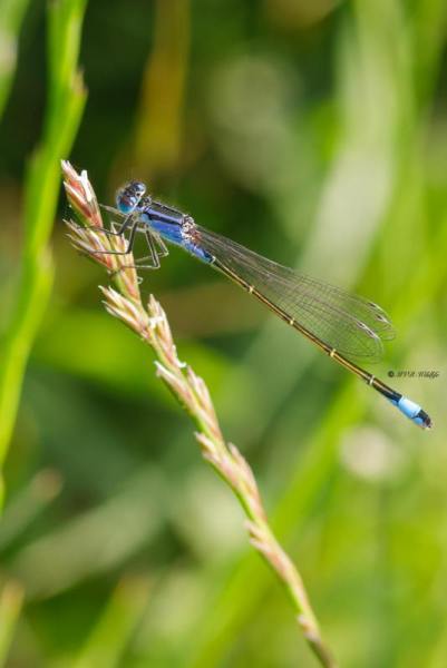 B65A4906-Lantaarntje-Ischnura-Elegans-Common-Bluetail-Grosse-Pechlibelle-Agrion-elegant_1