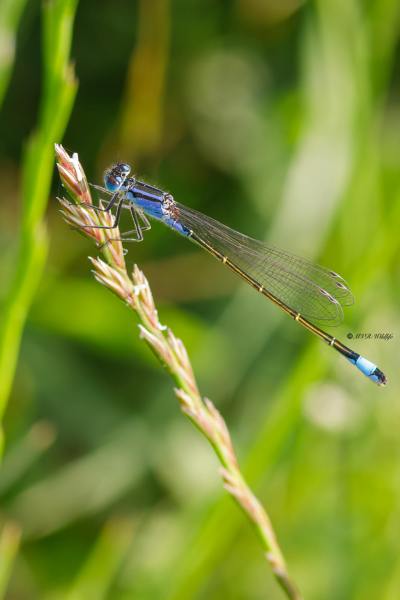B65A4906-Lantaarntje-Ischnura-Elegans-Common-Bluetail-Grosse-Pechlibelle-Agrion-elegant_1