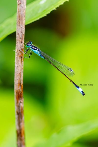 B65A5285-Lantaarntje-Ischnura-Elegans-Common-Bluetail-Grosse-Pechlibelle-Agrion-elegant_1