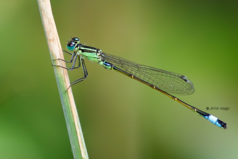 B65A5292-Lantaarntje-Ischnura-Elegans-Common-Bluetail-Grosse-Pechlibelle-Agrion-elegant_1