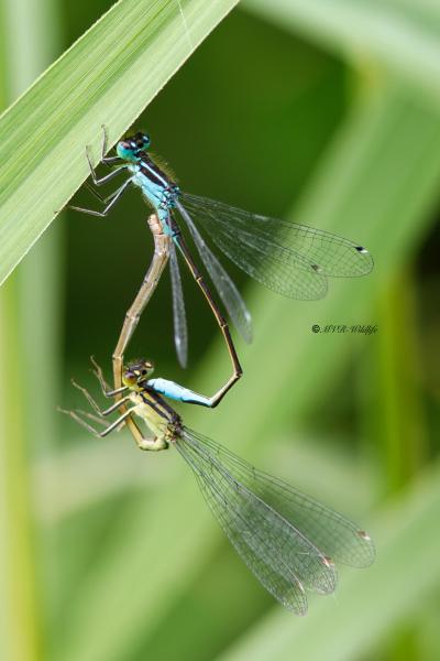 B65A5316-Lantaarntje-Ischnura-Elegans-Common-Bluetail-Grosse-Pechlibelle-Agrion-elegant_1