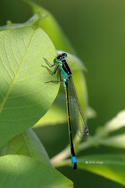 B65A9623-Lantaarntje-Ischnura-Elegans-Common-Bluetail-Grosse-Pechlibelle-Agrion-elegant_1