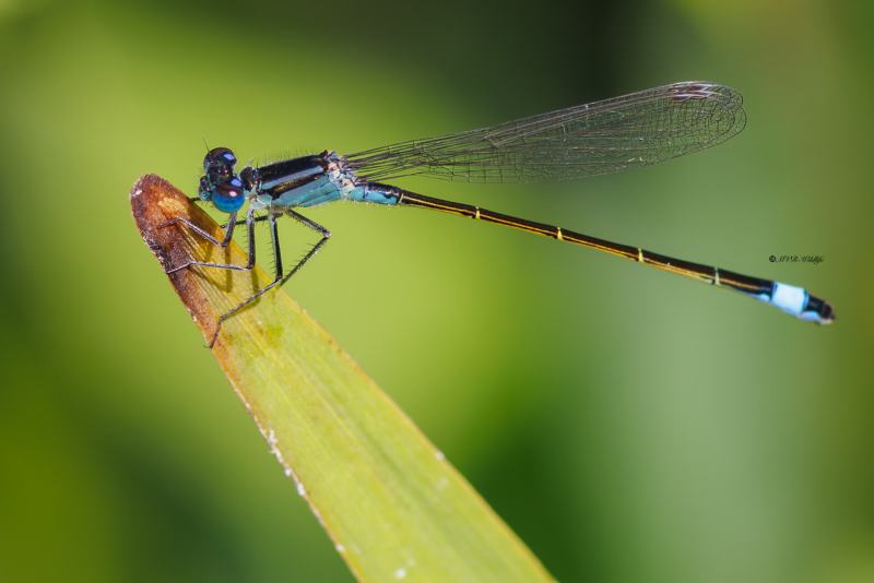 BR8A3052-Lantaarntje-Ischnura-Elegans-Common-Bluetail-Grosse-Pechlibelle-Agrion-elegant_1