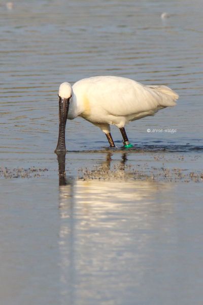 177A3395-Lepelaar-Spoonbill-Loffler-Spatule-blanche-Espatula_1
