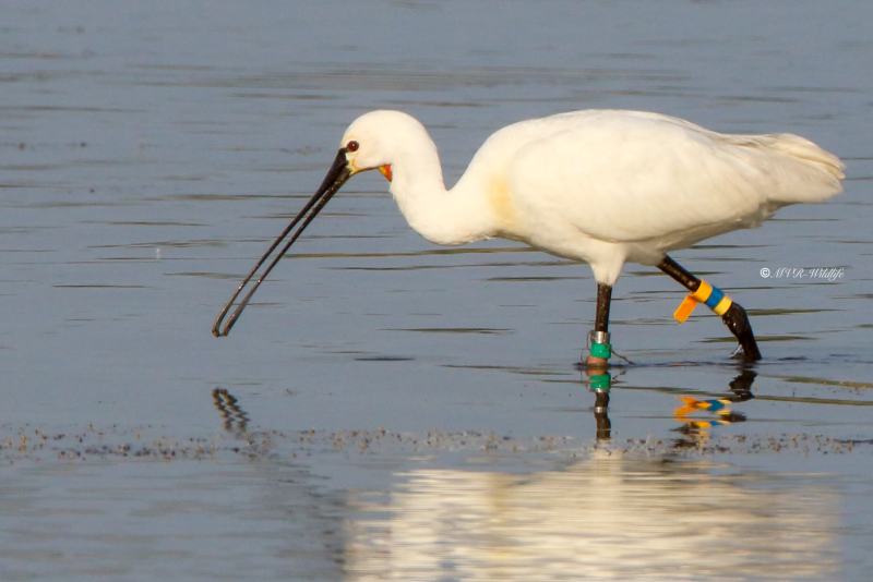 177A3401-Lepelaar-Spoonbill-Loffler-Spatule-blanche-Espatula_1