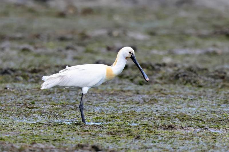 BR8A4876-Lepelaar-Spoonbill-Loffler-Spatule-blanche-Espatula_1