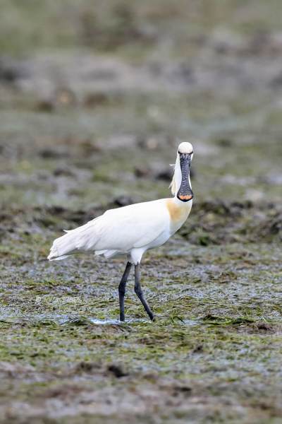 BR8A4879-Lepelaar-Spoonbill-Loffler-Spatule-blanche-Espatula_1